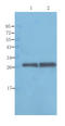 Apolipoprotein E antibody, orb339614, Biorbyt, Western Blot image 