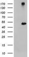 Carboxypeptidase A1 antibody, TA504606, Origene, Western Blot image 