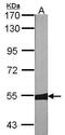 MutY DNA Glycosylase antibody, PA5-27855, Invitrogen Antibodies, Western Blot image 