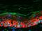 C-X-C Motif Chemokine Ligand 16 antibody, GTX60199, GeneTex, Immunohistochemistry paraffin image 