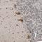 Endoplasmic Reticulum Lectin 1 antibody, NBP1-86803, Novus Biologicals, Immunohistochemistry frozen image 