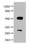 Goat IgG antibody, LS-C210732, Lifespan Biosciences, Western Blot image 