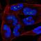 NFKB Inhibitor Interacting Ras Like 2 antibody, NBP2-56207, Novus Biologicals, Immunofluorescence image 