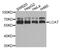 Lecithin-Cholesterol Acyltransferase antibody, abx002881, Abbexa, Western Blot image 