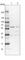 Protein Disulfide Isomerase Family A Member 5 antibody, HPA030355, Atlas Antibodies, Western Blot image 