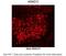 Homeobox C11 antibody, A08258, Boster Biological Technology, Immunohistochemistry frozen image 