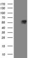 Mitochondrial Antiviral Signaling Protein antibody, MA5-26963, Invitrogen Antibodies, Western Blot image 