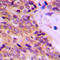 Keratin 14 antibody, LS-C352436, Lifespan Biosciences, Immunohistochemistry frozen image 