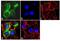 Apolipoprotein A1 antibody, MIA1404, Invitrogen Antibodies, Immunofluorescence image 
