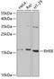 Ras Homolog, MTORC1 Binding antibody, GTX54697, GeneTex, Western Blot image 