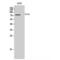 SIX Homeobox 5 antibody, LS-C386071, Lifespan Biosciences, Western Blot image 