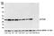 PCNA antibody, A700-075, Bethyl Labs, Western Blot image 