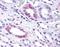 G Protein-Coupled Receptor 146 antibody, NBP1-02659, Novus Biologicals, Immunohistochemistry paraffin image 