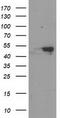 RB Binding Protein 7, Chromatin Remodeling Factor antibody, TA503809S, Origene, Western Blot image 
