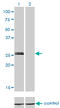 Myogenin antibody, LS-C197741, Lifespan Biosciences, Western Blot image 