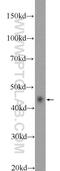 MAP kinase-interacting serine/threonine-protein kinase 2 antibody, 17354-1-AP, Proteintech Group, Western Blot image 