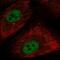 Nuclear Receptor Subfamily 1 Group H Member 2 antibody, HPA070212, Atlas Antibodies, Immunofluorescence image 