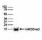 Histone Cluster 4 H4 antibody, CI1050, Boster Biological Technology, Western Blot image 