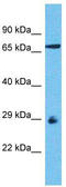 Olfactory Receptor Family 8 Subfamily D Member 1 antibody, TA337525, Origene, Western Blot image 