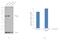 Heat Shock Protein Family A (Hsp70) Member 8 antibody, PA5-29221, Invitrogen Antibodies, Western Blot image 