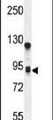 Transmembrane Protein 168 antibody, PA5-24481, Invitrogen Antibodies, Western Blot image 