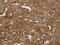 Pleckstrin Homology And RhoGEF Domain Containing G6 antibody, CSB-PA587894, Cusabio, Immunohistochemistry paraffin image 