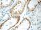 C1q And TNF Related 3 antibody, 11414-1-AP, Proteintech Group, Immunohistochemistry paraffin image 