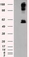 Lipase G, Endothelial Type antibody, TA500998AM, Origene, Western Blot image 