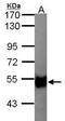 Glycerol Kinase 2 antibody, TA308560, Origene, Western Blot image 