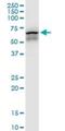 Chaperonin Containing TCP1 Subunit 7 antibody, H00010574-M01, Novus Biologicals, Western Blot image 