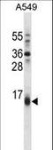 BCL2 Binding Component 3 antibody, LS-C156751, Lifespan Biosciences, Western Blot image 