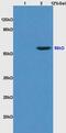 Kruppel Like Factor 4 antibody, GTX52307, GeneTex, Western Blot image 