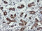 Gamma-Butyrobetaine Hydroxylase 1 antibody, LS-C174522, Lifespan Biosciences, Immunohistochemistry frozen image 
