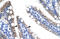 Zinc Finger Protein 12 antibody, 28-384, ProSci, Enzyme Linked Immunosorbent Assay image 