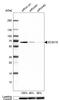 Q6U6G5 antibody, HPA031099, Atlas Antibodies, Western Blot image 