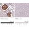 Podocalyxin Like antibody, NBP2-52904, Novus Biologicals, Immunohistochemistry paraffin image 