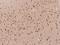 Transmembrane Protein 231 antibody, 205725-T08, Sino Biological, Immunohistochemistry frozen image 