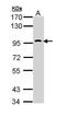 Toll-like receptor 10 antibody, GTX111735, GeneTex, Western Blot image 