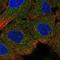 IGF Like Family Member 4 antibody, PA5-61564, Invitrogen Antibodies, Immunofluorescence image 