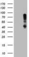 Serpin Family B Member 1 antibody, NBP2-03828, Novus Biologicals, Western Blot image 