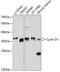 Cyclin D1 antibody, 13-888, ProSci, Western Blot image 