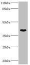 SET Domain Containing 7, Histone Lysine Methyltransferase antibody, CSB-PA840975LA01HU, Cusabio, Western Blot image 