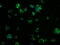 Thiopurine S-Methyltransferase antibody, GTX83498, GeneTex, Immunofluorescence image 