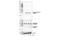 Gasdermin D antibody, 36425S, Cell Signaling Technology, Western Blot image 