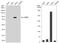 CD55 Molecule (Cromer Blood Group) antibody, NBP2-15813, Novus Biologicals, Western Blot image 