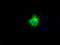 Lipase G, Endothelial Type antibody, TA501071, Origene, Immunofluorescence image 