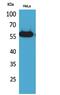 Alpha-amylase antibody, PA5-51078, Invitrogen Antibodies, Western Blot image 