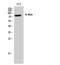 MYB Proto-Oncogene Like 2 antibody, STJ91875, St John