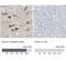 Discs Large MAGUK Scaffold Protein 4 antibody, NBP1-80875, Novus Biologicals, Immunohistochemistry frozen image 