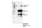 Lysine Demethylase 1A antibody, 37177S, Cell Signaling Technology, Immunoprecipitation image 